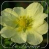 Potentilla recta 'Pallida' --