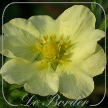 potentilla-recta-sulphurea-398 Potentilla recta 'Pallida' --