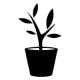Sambucus nigra 'Black Lace'