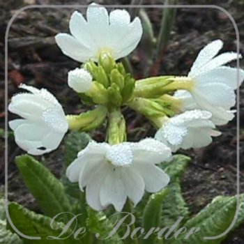 Primula denticulata 'Alba'