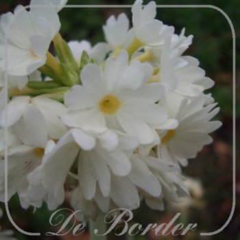 Primula denticulata 'Alba'