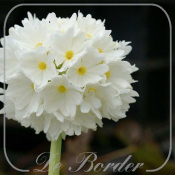 Primula denticulata 'Alba'