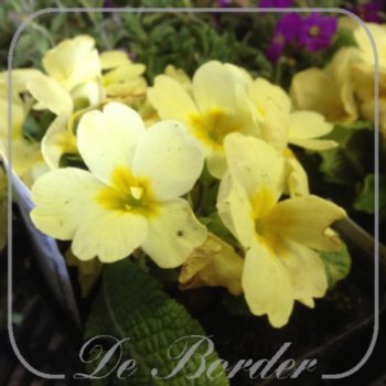 primula-vulgaris-yellow-337.jpg Primula vulgaris 'Yellow'