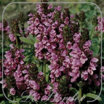 Prunella grandiflora 'Rosea'