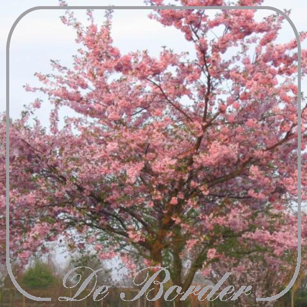 prunus-accolade-512 Prunus 'Accolade'