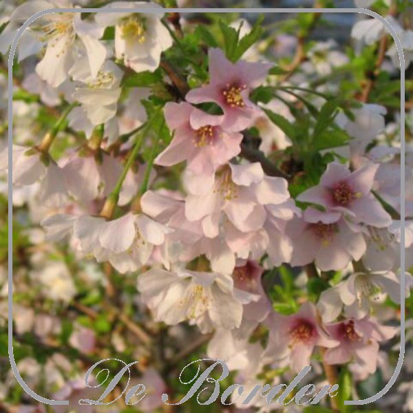 prunus-incisa-kojou-no-mai-052 Prunus incisa 'Kojou-no-mai'