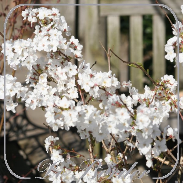 prunus-incisa-kojou-no-mai-142 Prunus incisa 'Kojou-no-mai'