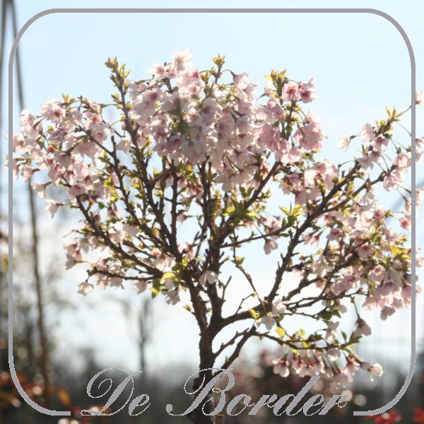 prunus-incisa-kojou-no-mai-144 Prunus incisa 'Kojou-no-mai'