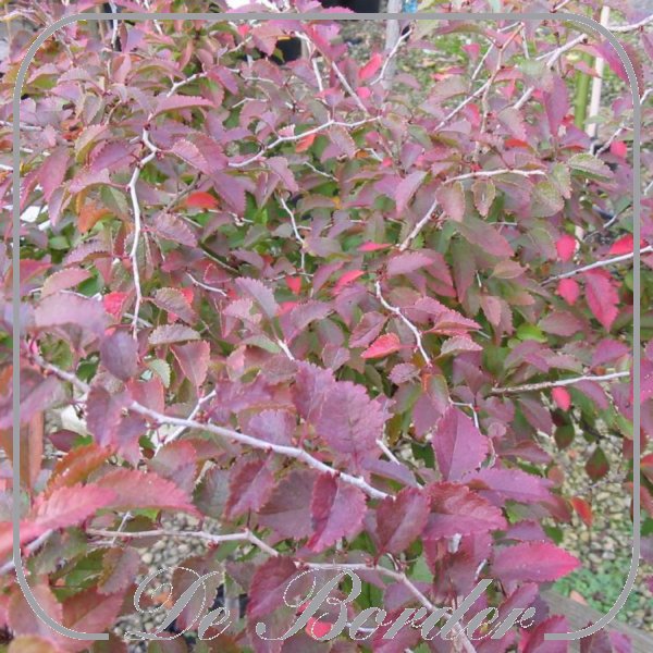 prunus-incisa-kojou-no-mai-624 Prunus incisa 'Kojou-no-mai'