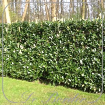 prunus-laurocerasus-caucasica-60-80-cm-c4-444 Prunus laurocerasus 'Caucasica'