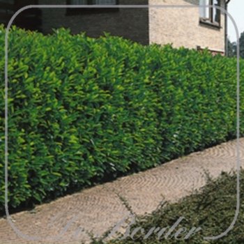 prunus-laurocerasus-caucasica-60-80-cm-c4-875 Prunus laurocerasus 'Caucasica'
