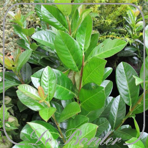 prunus-laurocerasus-obelisk-663 Prunus laurocerasus 'Obelisk'