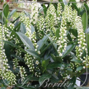 prunus-laurocerasus-otto-luyken-377 Prunus laurocerasus 'Otto Luyken'