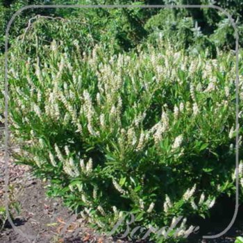 prunus-laurocerasus-otto-luyken-436 Prunus laurocerasus 'Otto Luyken'