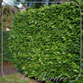 prunus-laurocerasus-rotundifolia-50-60-cm-c3-440 Prunus laurocerasus 'Rotundifolia'