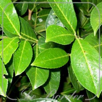 prunus-laurocerasus-rotundifolia-50-60-cm-c3-847 Prunus laurocerasus 'Rotundifolia'