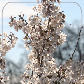 Prunus nipponica 'Brillant'