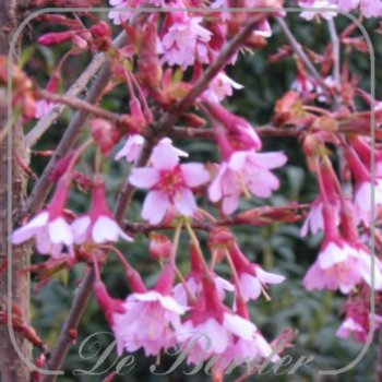 prunus-okame-120-cm-stam-c75-565 Prunus 'Okame'