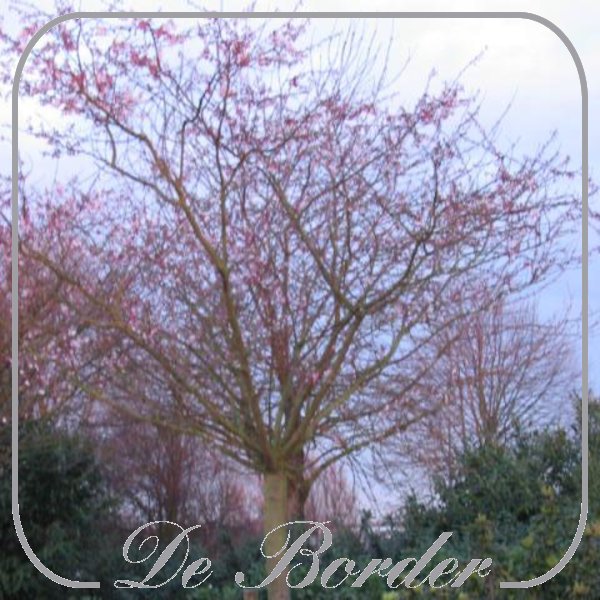 prunus-subhirtella-autumnalis-rosea-076 Prunus subhirtella 'Autumnalis Rosea'