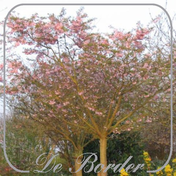 prunus-subhirtella-autumnalis-rosea-170 Prunus subhirtella 'Autumnalis Rosea'