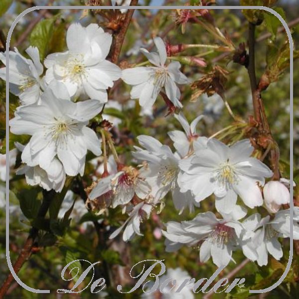 Prunus subhirtella 'Autumnalis Rosea'