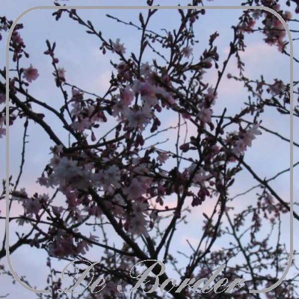 prunus-subhirtella-autumnalis-rosea-835 Prunus subhirtella 'Autumnalis Rosea'