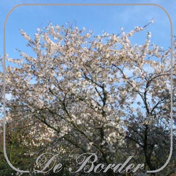 prunus-the-bride-058 Prunus 'The Bride'