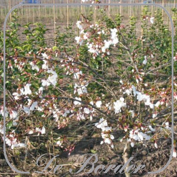 Prunus 'The Bride'