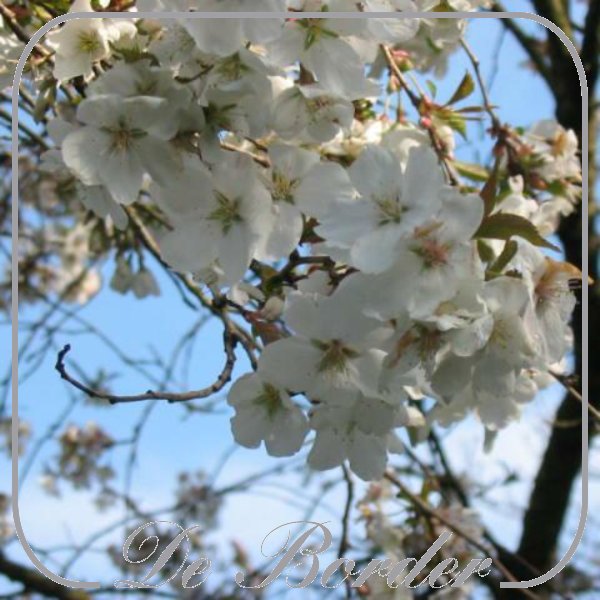Prunus 'The Bride'