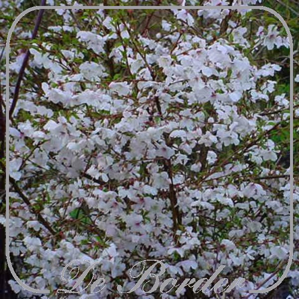 Prunus 'The Bride'