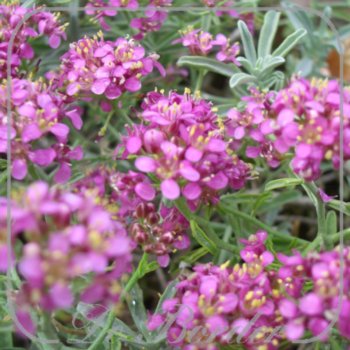 Alyssum spinosum --