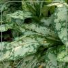 Pulmonaria 'Opal'