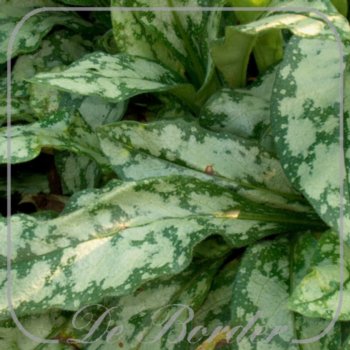 Pulmonaria 'Opal'