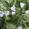 Pulmonaria 'Opal'