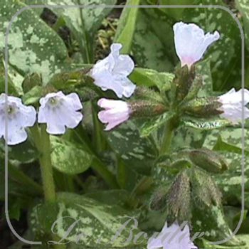 Pulmonaria 'Opal'