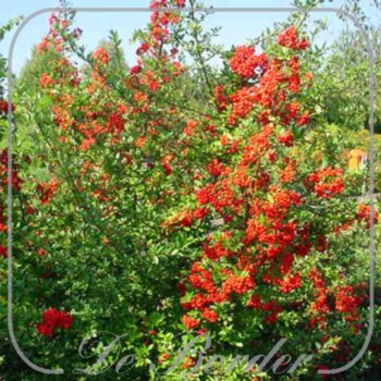 pyracantha-coccinea-red-column-569 Pyracantha coccinea 'Red Column'