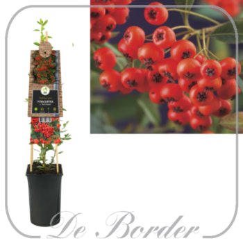 pyracantha-coccinea-red-column-811 Pyracantha coccinea 'Red Column'