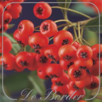 pyracantha-coccinea-red-column-813 Pyracantha coccinea 'Red Column'