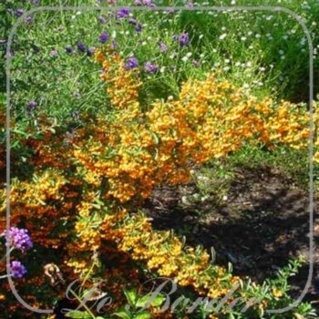 Pyracantha 'Golden Charmer'