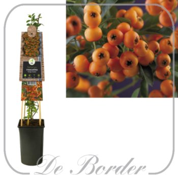 Pyracantha 'Golden Charmer'