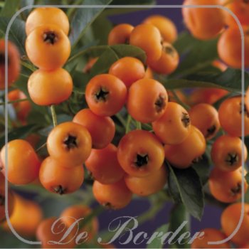 Pyracantha 'Golden Charmer'