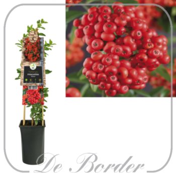 pyracantha-mohave-819 Pyracantha 'Mohave'