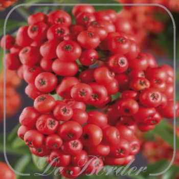 pyracantha-mohave-821 Pyracantha 'Mohave'