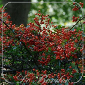 Pyracantha 'Orange Charmer'