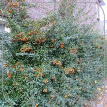 Pyracantha 'Orange Charmer'