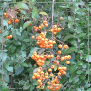 Pyracantha 'Orange Charmer'