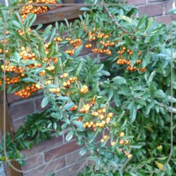 Pyracantha 'Orange Charmer'