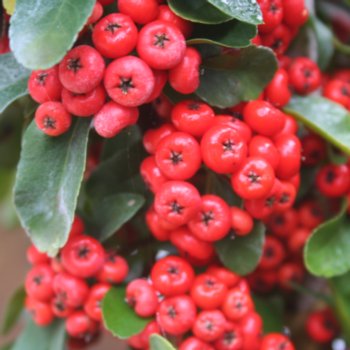 Pyracantha 'Saphyr Rouge'
