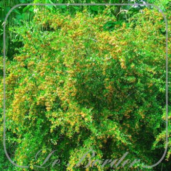 Pyracantha 'Soleil d'Or'