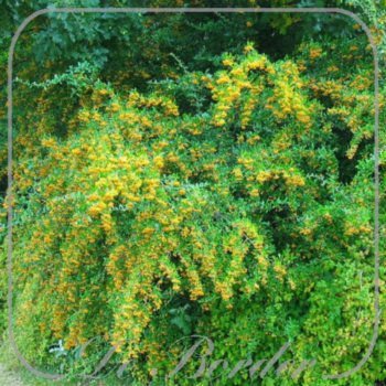 Pyracantha 'Soleil d'Or'